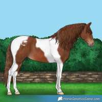 Horse Color:Chestnut Tobiano 