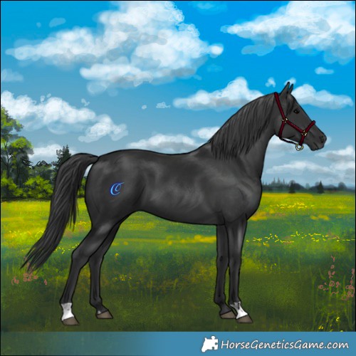 Horse Color:Black  and Black 