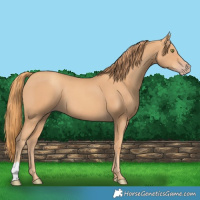Horse Color:Gold Champagne