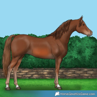 Horse Color:Chestnut 