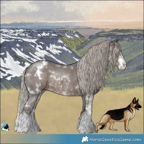 Horse Color:White Spotted Silver Black Sabino Rabicano