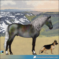 Horse Color:Midnight Chocolate Silver Brown Chinchilla Rabicano