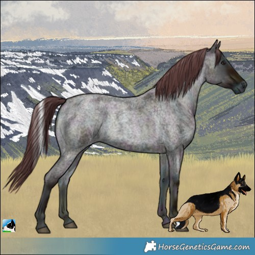 Horse Color:Midnight Chocolate Blue Onyx Chinchilla Roan