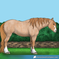 Horse Color:Red Roan 
