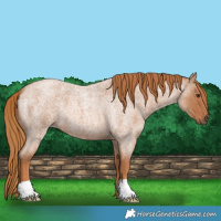 Horse Color:Red Roan
