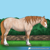 Horse Color:Red Roan 