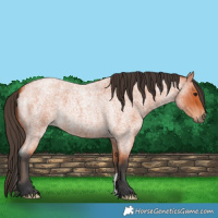 Horse Color:Bay Roan