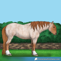 Horse Color:Red Roan