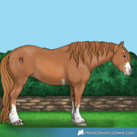 Horse Color:Chestnut 