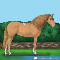 Horse Color:Chestnut Tobiano 