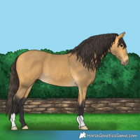 Horse Color:Buckskin