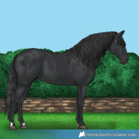 Horse Color:Black 