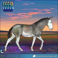 Horse Color:Grullo Splash Rabicano Brindle 