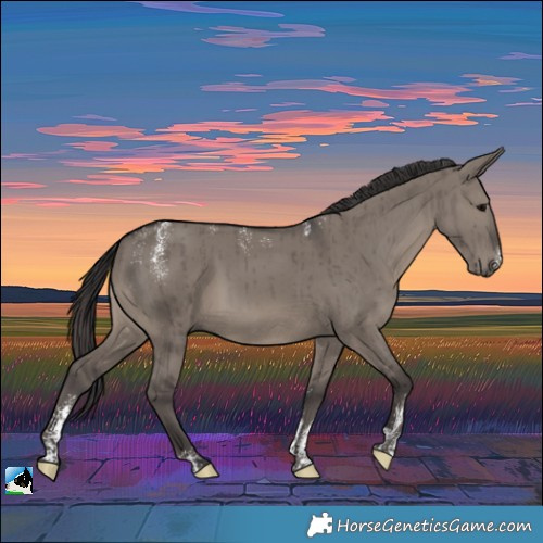 Horse Color:Powder White Smoky Grullo Brindle 