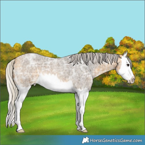 Horse Color:Silver Buckskin Ice Roan Splash 