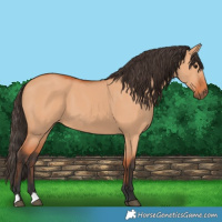 Horse Color:Bay Dun