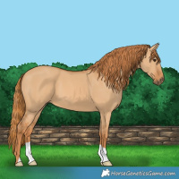 Horse Color:Red Dun 
