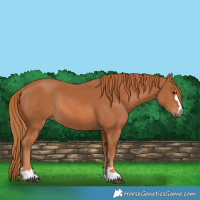 Horse Color:Chestnut Rabicano 