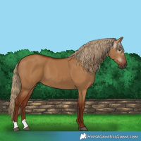 Horse Color:Gray Red Dun