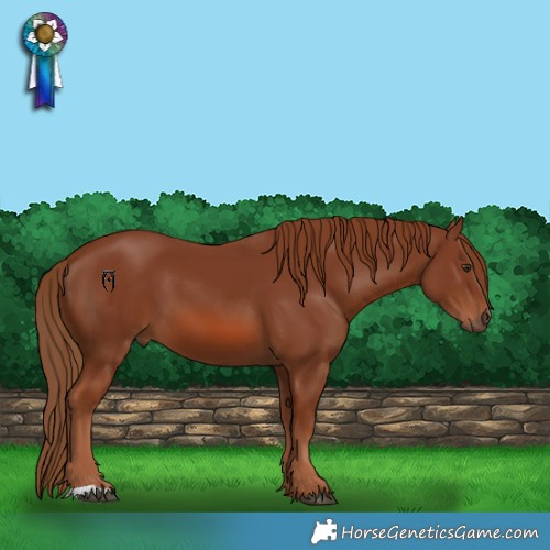 Horse Color:Chestnut 
