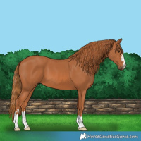 Horse Color:Chestnut 