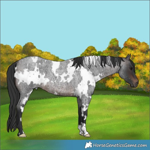 Horse Color:White Spotted Brown Roan 