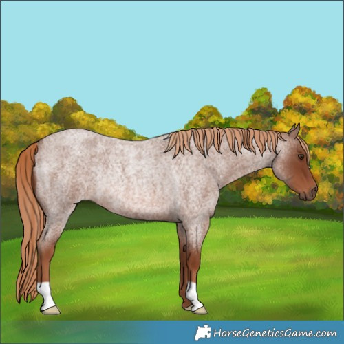 Horse Color:Red Roan Rabicano