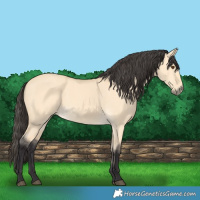 Horse Color:Buckskin Dun