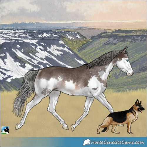 Horse Color:Liver Chestnut Mushroom Splash Rabicano