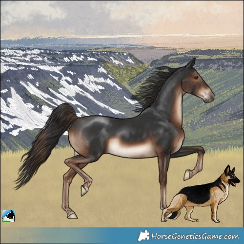 Horse Color:Liver Chestnut Rabicano