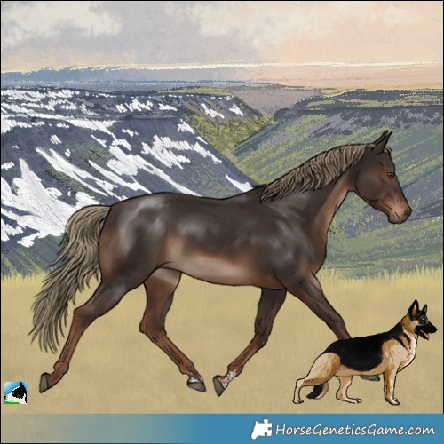 Horse Color:Liver Chestnut Rabicano