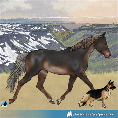 Horse Color:Liver Chestnut Rabicano