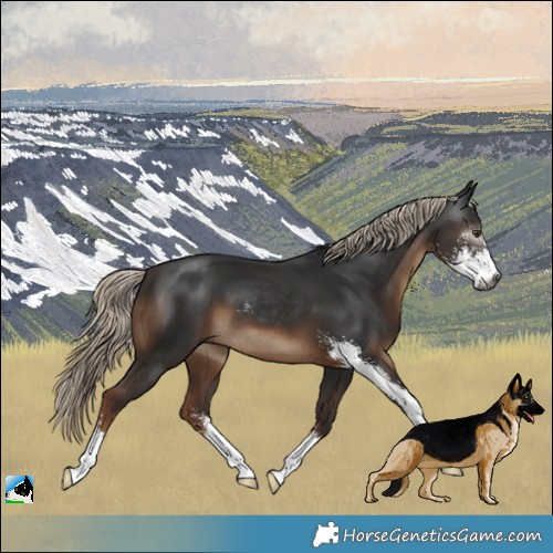 Horse Color:Gray Liver Chestnut Mushroom Sabino