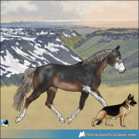 Horse Color:Gray Liver Chestnut Mushroom Sabino