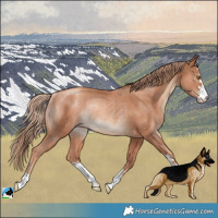 Horse Color:Gold Champagne Rabicano 