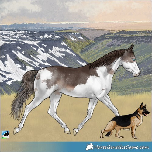 Horse Color:Liver Chestnut Splash Rabicano