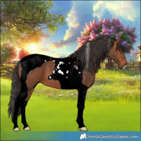 Horse Color:Bay Tobiano