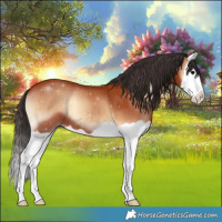 Horse Color:Bay Onyx Splash