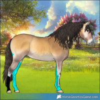 Horse Color:Buckskin Onyx 