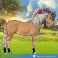 Horse Color:Palomino 