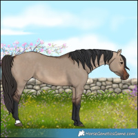 Horse Color:Bay Dun 