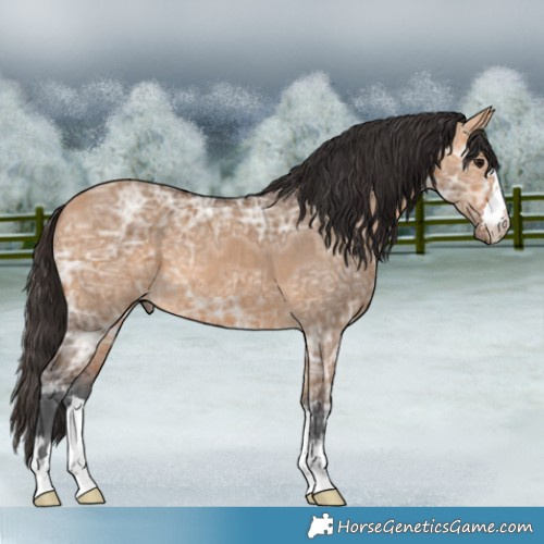 Horse Color:Bay Ice Dun