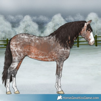 Horse Color:Bay Ice 