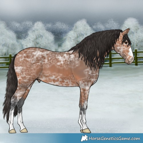 Horse Color:Bay Ice