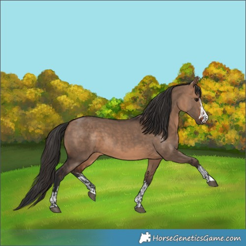 Horse Color:Bay Dun  and Bay Dun 