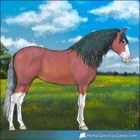 Horse Color:Watercolor Bay Splash 