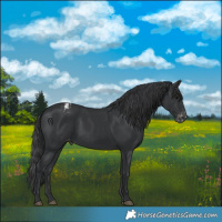 Horse Color:Black Varnish