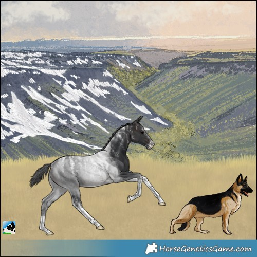 Horse Color:Powder White Brown Tobiano Rabicano 