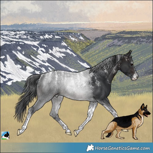 Horse Color:Powder White Brown Tobiano Rabicano 
