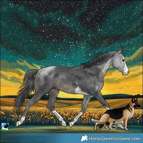 Horse Color:Black Merle